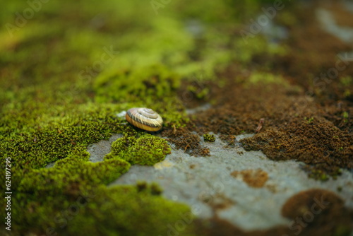 苔とマイマイ