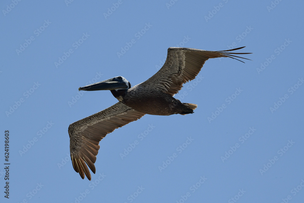 Obraz premium Pelican in flight 