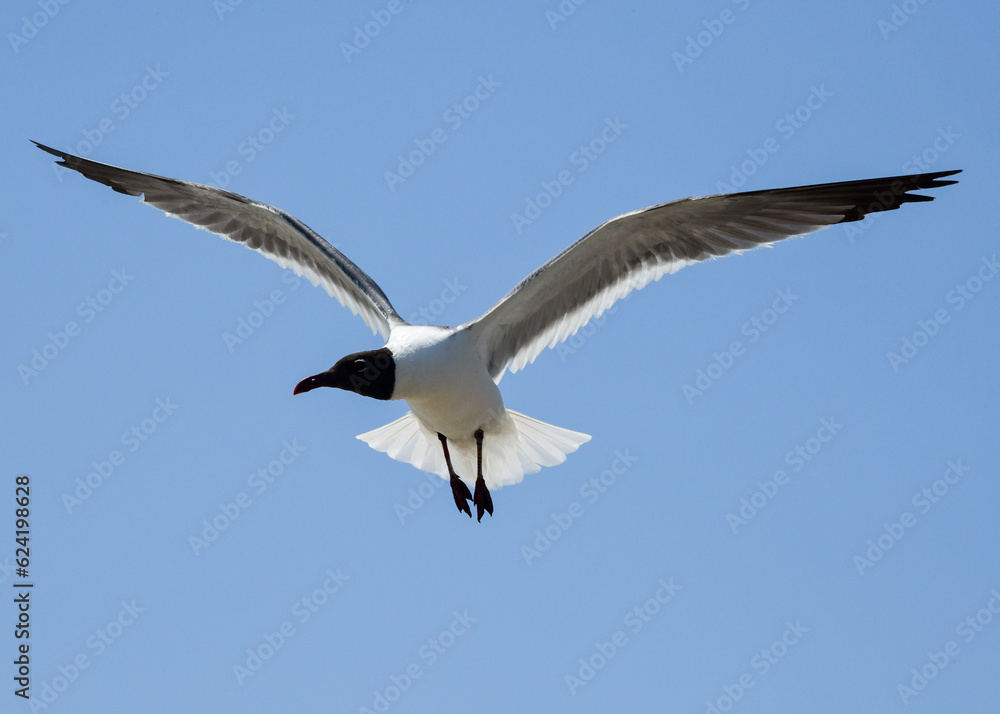Fototapeta premium Laughing Gulls flying at Corpus Christi, Texas