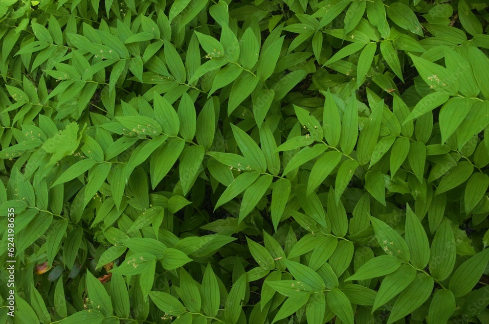 Top down view of lush green foliage, specifically Star-flowered Lily-of-the-valley (Maianthemum stellatum), completely covering the forest flower. Top down view of lush green foliage, specifically Star-flowered Lily-of-the-valley (Maianthemum stellatum), completely covering the forest flower.