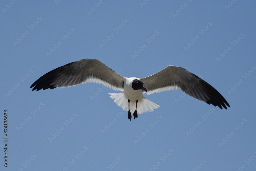 Laughing Gulls flying at Corpus Christi, Texas Laughing Gulls flying at Corpus Christi, Texas