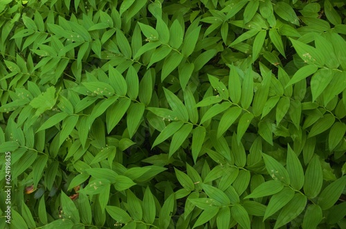 Top down view of lush green foliage, specifically Star-flowered Lily-of-the-valley (Maianthemum stellatum), completely covering the forest flower. 