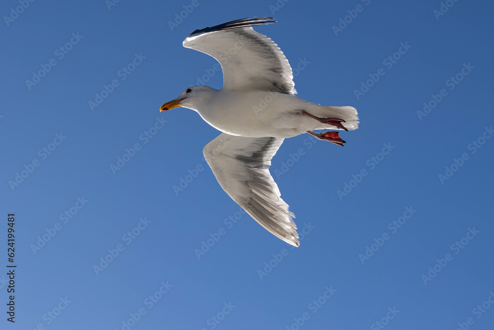 Flying Seagull Flying Seagull