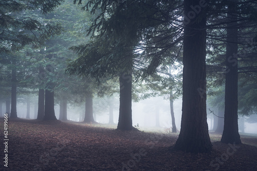 Sequoia forest of Mount Colon in Poio, Galicia, on a day with very dense fog