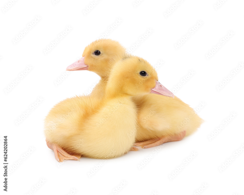 Baby animals. Cute fluffy ducklings on white background Baby animals. Cute fluffy ducklings on white background