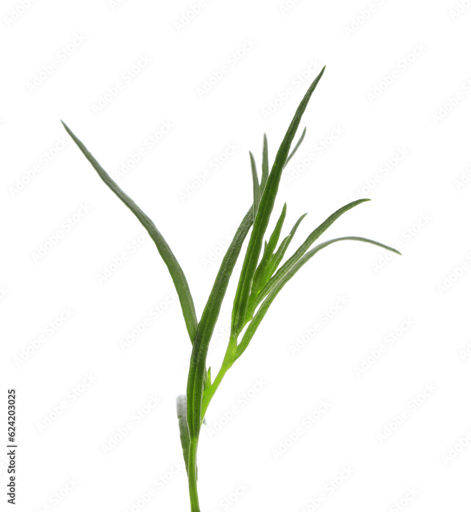 One sprig of fresh tarragon on white background