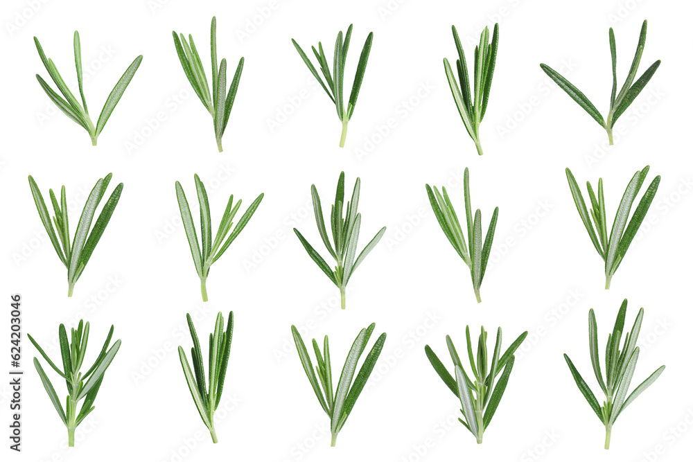 Healthy herb. Set of fresh rosemary on white background Healthy herb. Set of fresh rosemary on white background