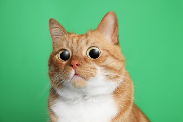Funny pet. Cute surprised cat with big eyes on green background
