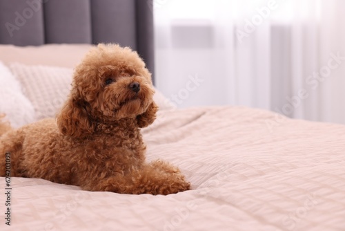 Cute Maltipoo dog on soft bed at home, space for text. Lovely pet