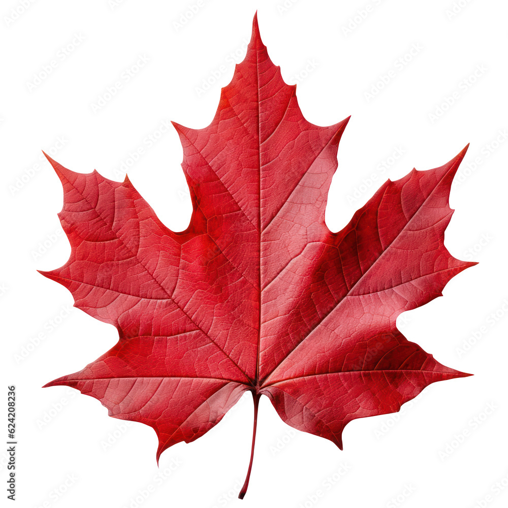 Vibrant Red Sugar Maple Leaf Cutout: Close-up of Autumn Foliage in Nature's Botanical Beauty. Isolated on Transparent Background. Generative AI Vibrant Red Sugar Maple Leaf Cutout: Close-up of Autumn Foliage in Nature's Botanical Beauty. Isolated on Transparent Background. Generative AI