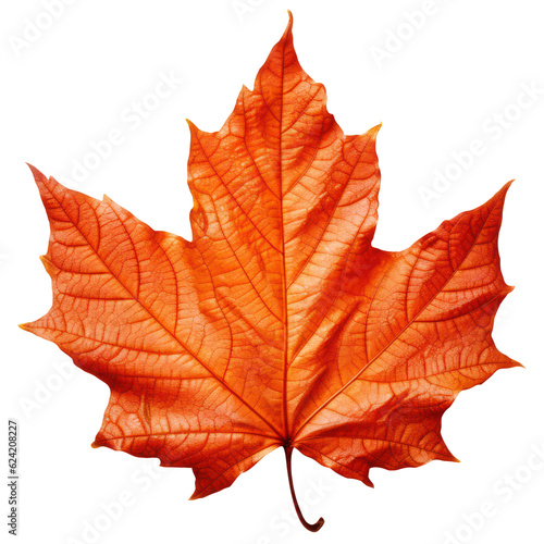 Vibrant Orange Sugar Maple Leaf Cutout: Close-up of Autumn Foliage in Nature's Botanical Beauty. Isolated on Transparent Background. Generative AI