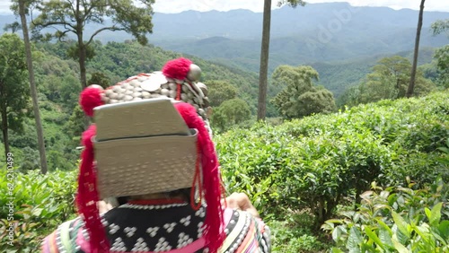 Hill tribe Asian woman in traditional clothes collecting tea leaves with basket at Mae Taeng, Chiang Mai, Thailand with Raming tea plantation terrace background.