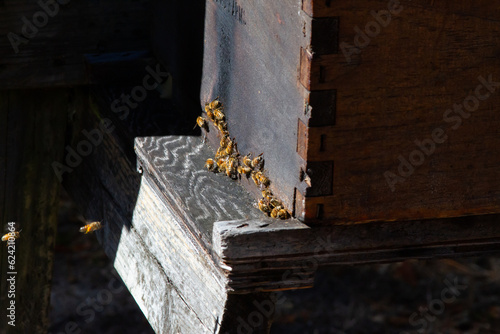 Bees hive in box