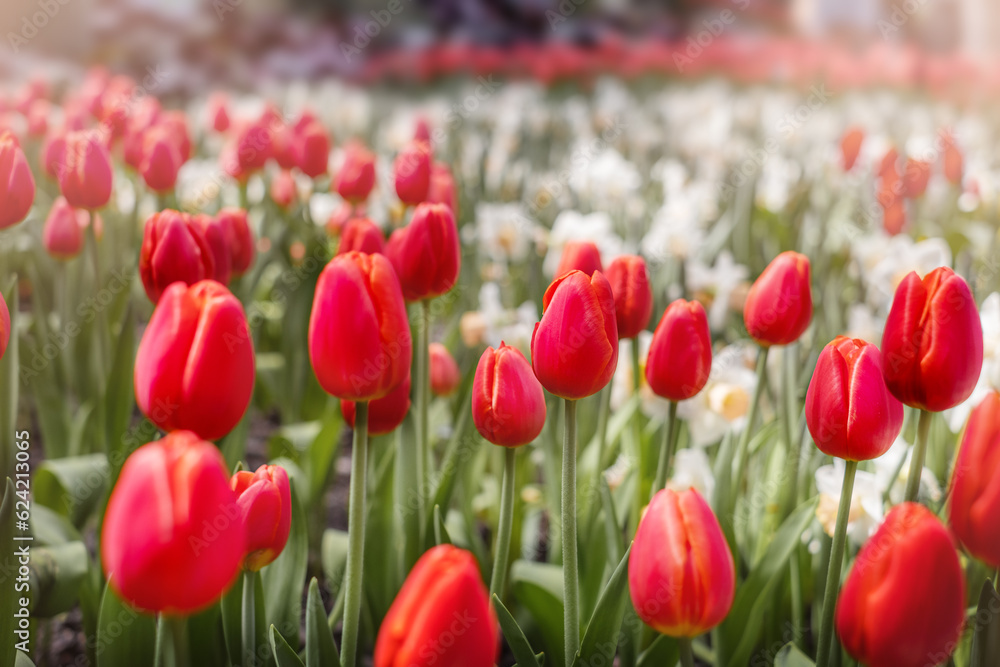 Red tulips with other flowers