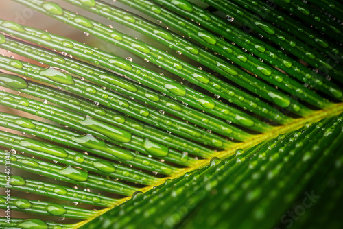 Raindrops on a leaf. Abstract nature background