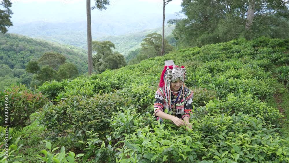 Hill tribe Asian woman in traditional clothes collecting tea leaves ...