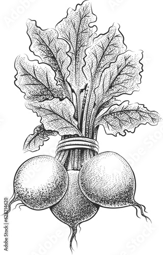 Beets bunch hand drawn vegetable