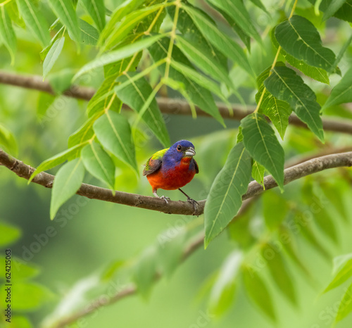 painted bunting