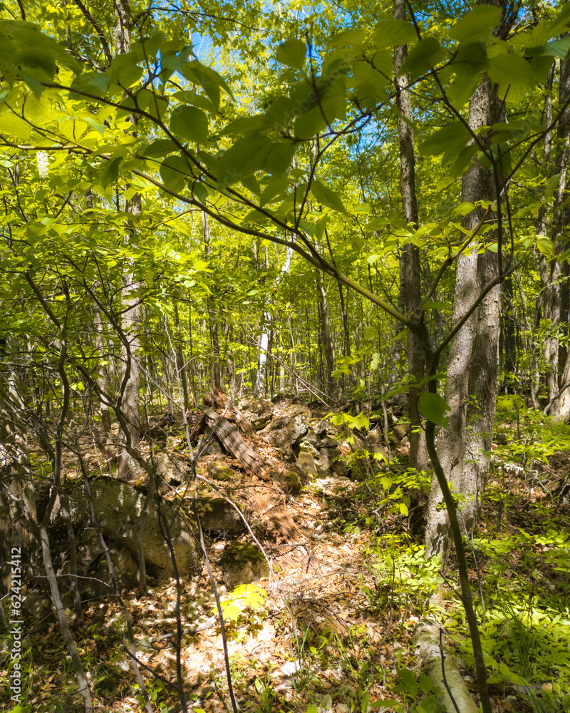Fototapeta premium forest in spring