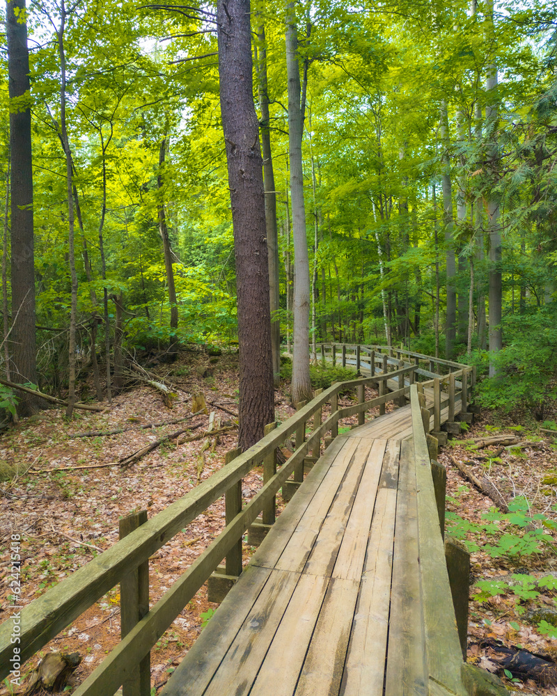 Obraz premium wooden bridge in the forest