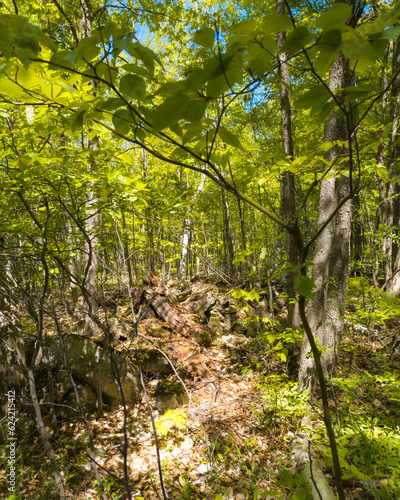 forest in spring