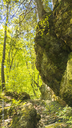moss covered tree