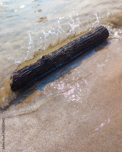shell on the beach