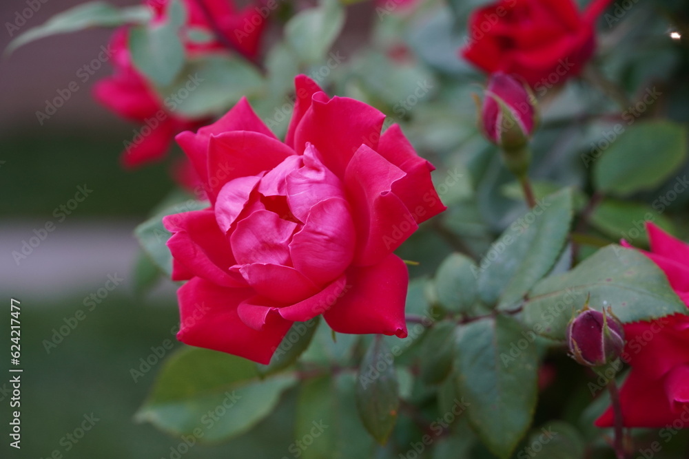 Obraz premium flowers blossom in spring garden