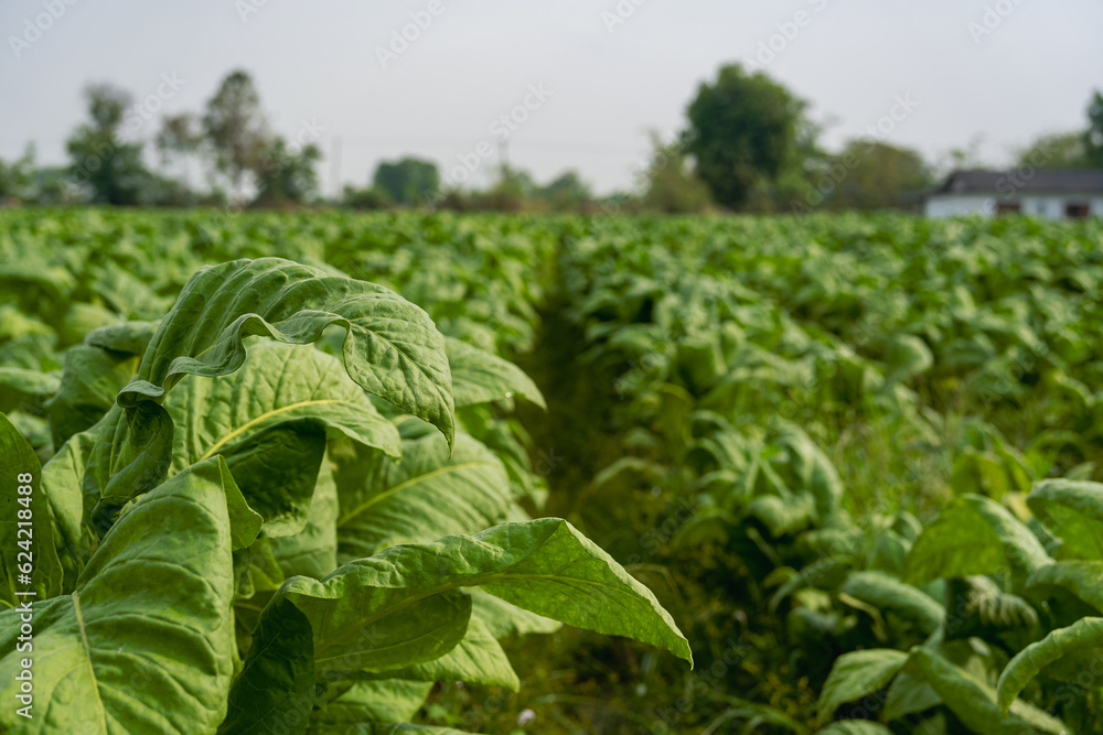 Tobacco plant in field, beautiful background with tobacco garden landscape with dark green leaves in evening, big tobacco leaf growing in tobacco plantation Tobacco plant in field, beautiful background with tobacco garden landscape with dark green leaves in evening, big tobacco leaf growing in tobacco plantation