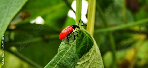 Close Up Red headed Cardinal Beetle Bug