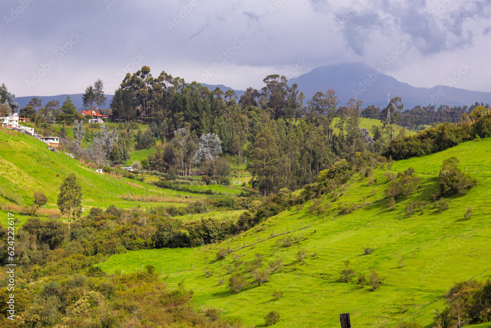Forest in the Cotopaxi