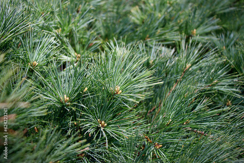 Background of pine branches. Pinus strobus or Weymouth pine tree. Long and dense needles create lush greenery of white pine tree
