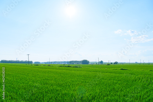 夏の田舎景色