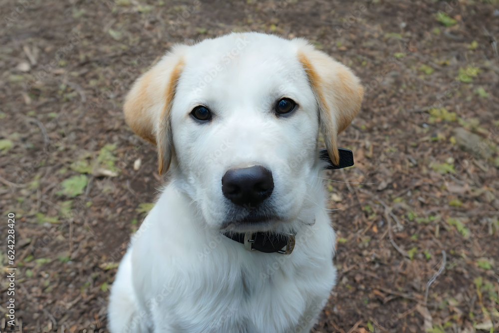 Close up, Puppy dog looking at camera, funny pose. Background is camping site. Close up, Puppy dog looking at camera, funny pose. Background is camping site.