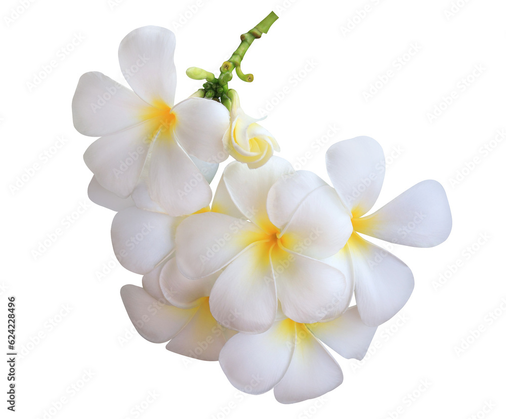 Plumeria or Frangipani or Temple tree flower. Close up white-yellow plumeria flowers bunch isolated on transparent background.
