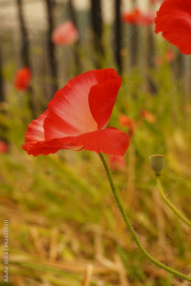 Fototapeta premium red poppy flowers in the garden