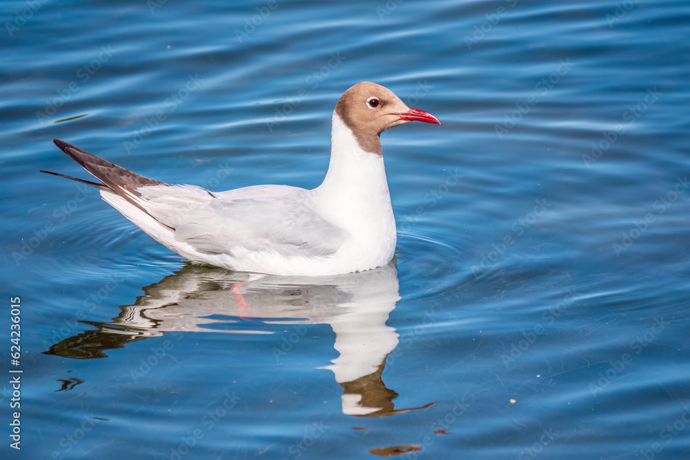 The common tern, Sterna hirundo, swims on a pond. The common tern, Sterna hirundo, swims on a pond.