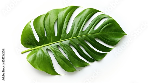 Monstera leave on white background