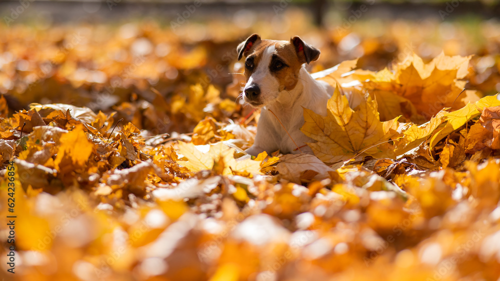Jack Russell Terrier dog in a pile of yellow fallen leaves. 