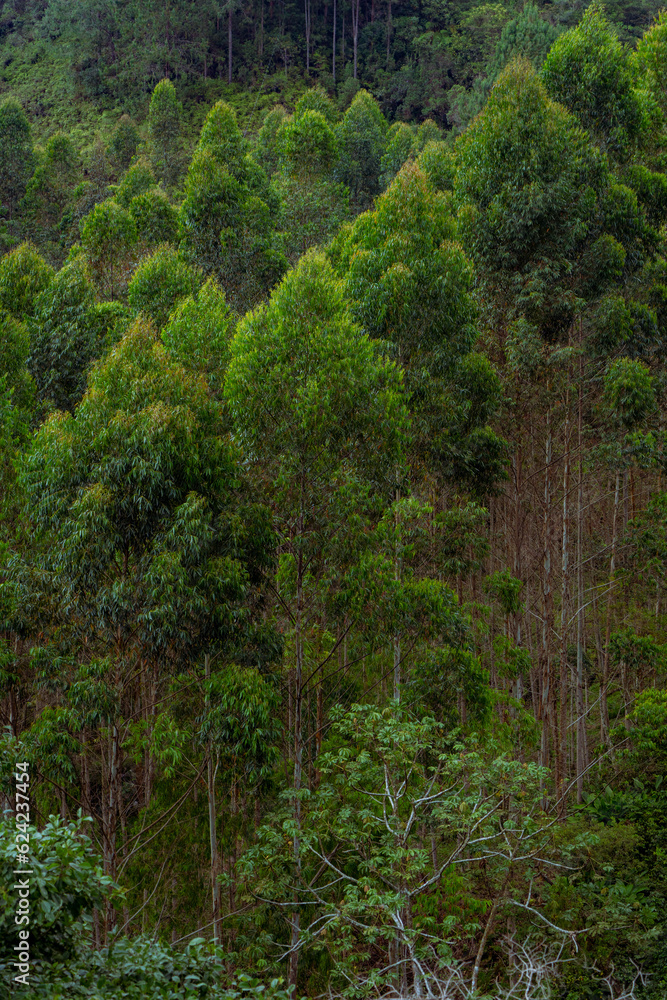 Arboles por lo alto. Arboles por lo alto.