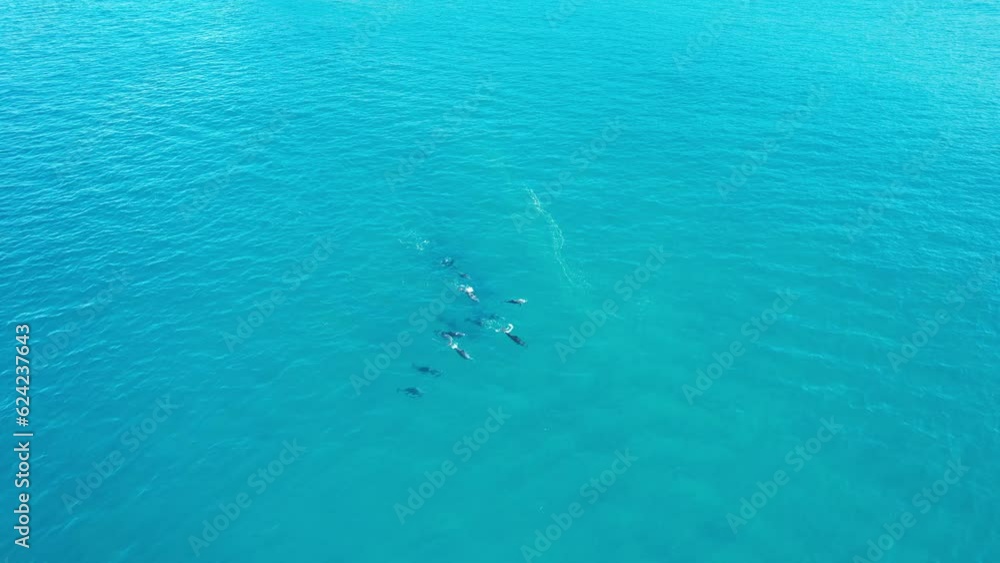 A Pod of Dolphins in Sunshine Beach, Noosa Heads, in the Shire of Noosa, Queensland, Australia. aerial orbit A Pod of Dolphins in Sunshine Beach, Noosa Heads, in the Shire of Noosa, Queensland, Australia. aerial orbit