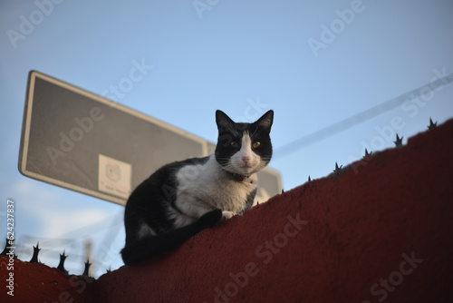 Juanito el gato de ojitos verdes photo