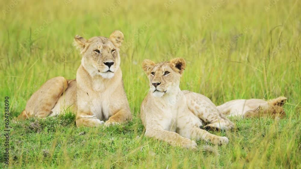Masai Mara Pride of Lions in Long Savanna Grass, African Wildlife Safari Animal in Maasai Mara National Reserve in Kenya, Africa, Two Powerful Female Lioness Close Up Savannah Grasses from Low Angle Masai Mara Pride of Lions in Long Savanna Grass, African Wildlife Safari Animal in Maasai Mara National Reserve in Kenya, Africa, Two Powerful Female Lioness Close Up Savannah Grasses from Low Angle