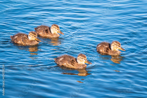 Cute little duckling swimming alone in a lake or river with calm water © Dmitrii Potashkin