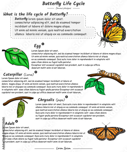 Butterfly life cycle with explanation template