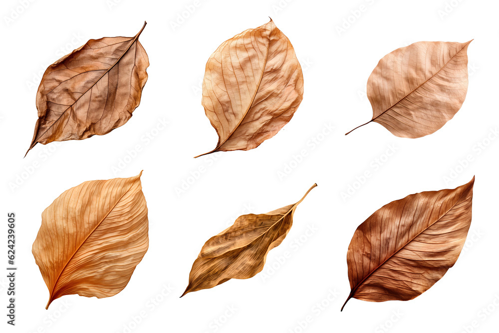 Obraz premium Collection of dried leaves isolated on transparent background