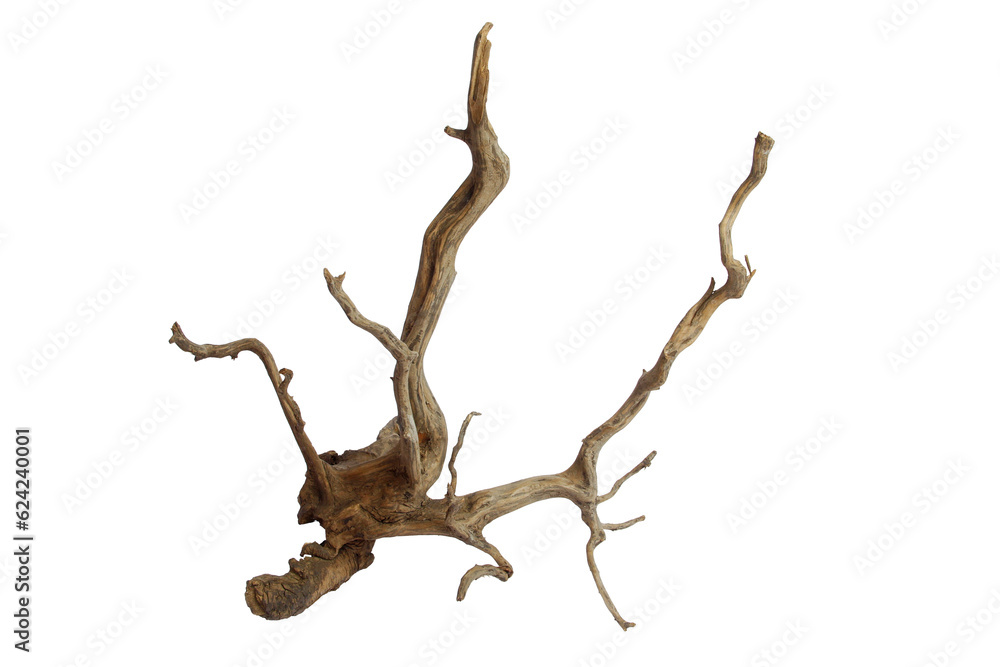 Dry aged driftwood branches isolated on transparent background. PNG transparency Dry aged driftwood branches isolated on transparent background. PNG transparency