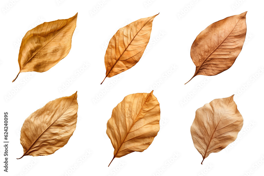 Collection of dried leaves isolated on transparent background Collection of dried leaves isolated on transparent background