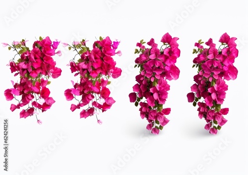 Set of Bougainvillea flower plants
