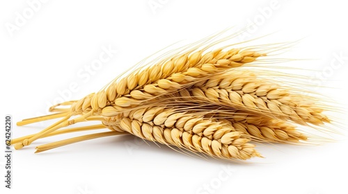 Wheat ears isolated on white background